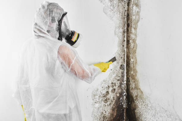 Best Health and Safety Mold Remediation in Fort Riley, KS